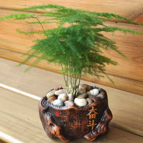 如何种植桂花树苗（从选苗到栽种，轻松打造美丽庭院）