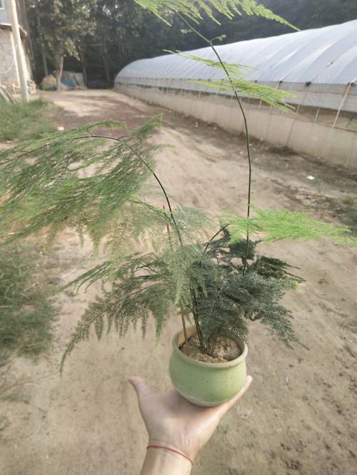 马铃薯（马铃薯的生长特性）