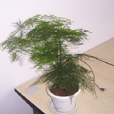 种茄子用什么肥料最好