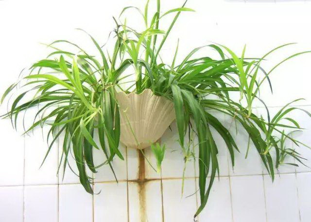 肉桂茶属于什么茶 喝肉桂茶的功效与作用