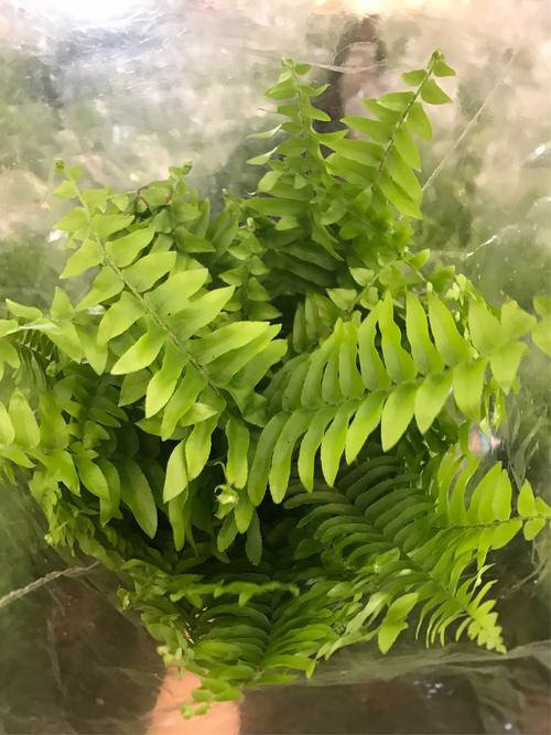 百合没根能活吗（探究百合种植的新领域——无土栽培）
