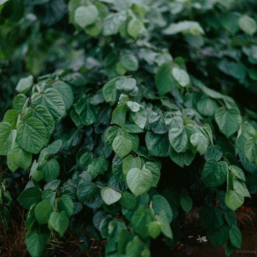 红豆杉种子怎么种植发芽（红豆杉种子育苗方法分享）