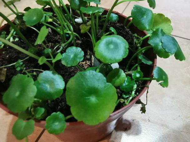 海绵育种君子兰怎样才能顺利开花？需要哪些特别养护？