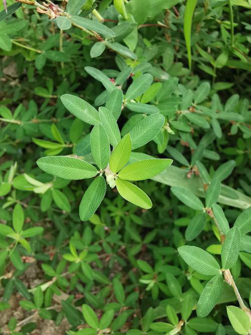 山药的种植条件 适合的生长环境