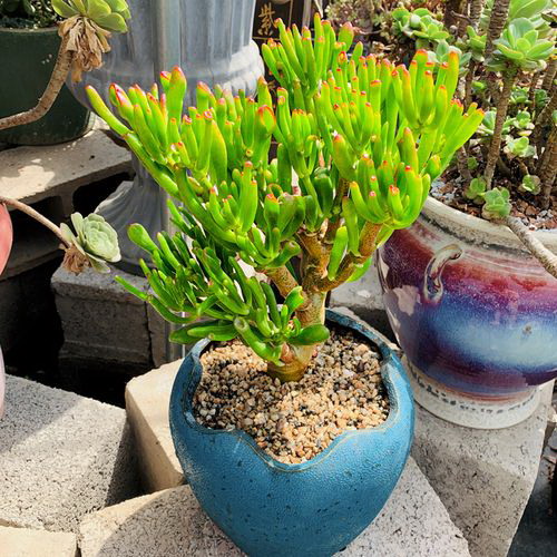迎新年，一月开的花盛放（探寻一月花海，品味春日气息）