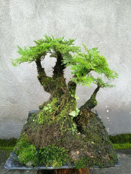 轮藻的分类与特征（探究轮藻的生物学特征及其分类）