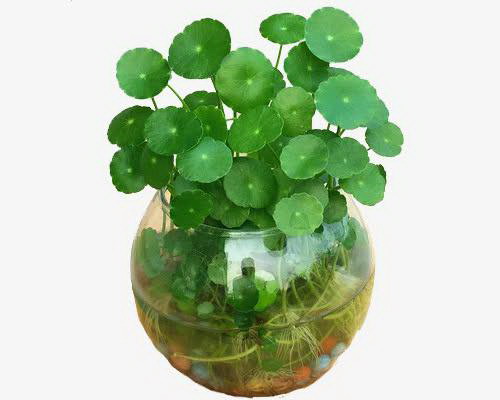 鸡冠杜鹃花——观赏与养护（欣赏绚丽的花朵，学   如何养护杜鹃）