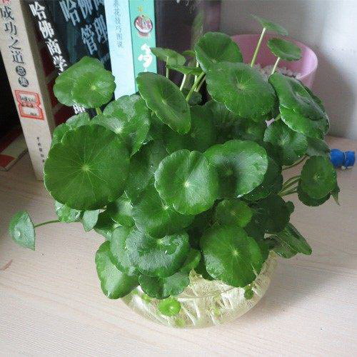 菠萝蜜果期有多久 果期养护与管理方法