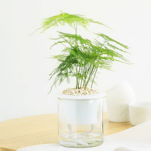 种植黄花菜赚钱吗 种植每亩利润如何