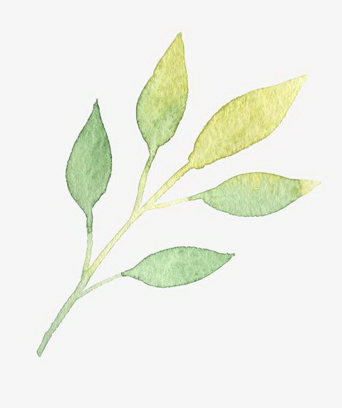 盆栽薰衣草怎么养 养殖方法与养护事项