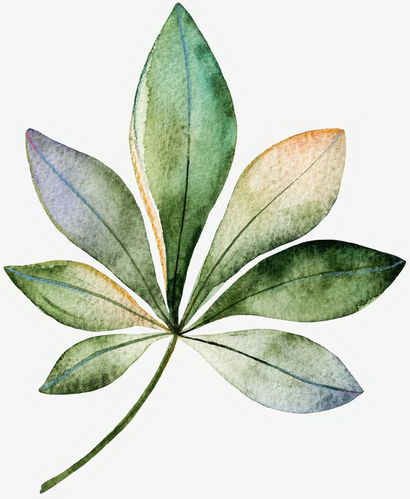 用什么养护蟹爪兰开花特别多