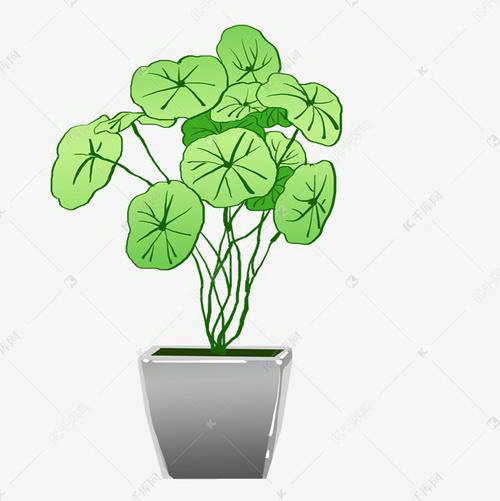 哪种泡水可以有效杀灭君子兰病菌？