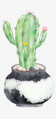 如何养护鸿运当头花（浇水是养护的关键）