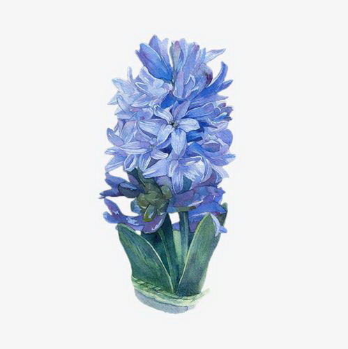 月季花的栽培管理技术（培育美丽的月季花园，从这些技巧开始！）