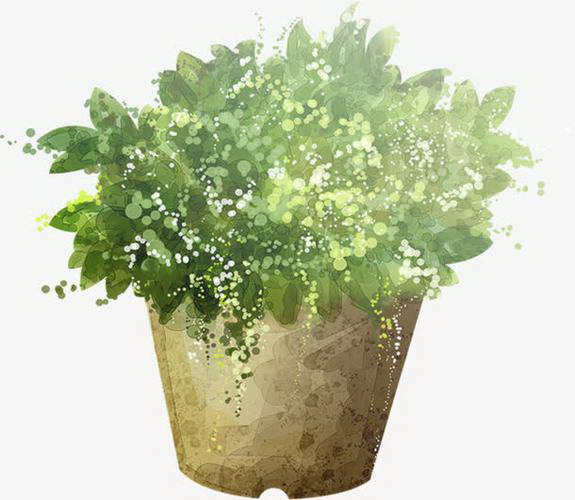仙人掌植物补水方法有哪些？如何确保效果最佳？
