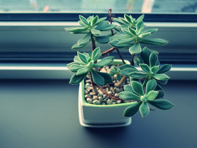 如何判断兰花植料保湿情况