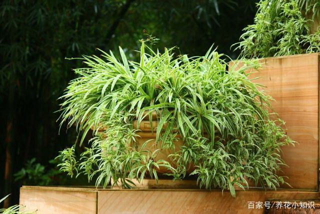 鹅掌叶子发黄怎么办？如何正确处理植物黄叶问题？