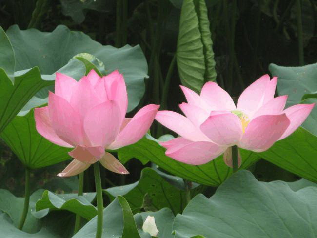 如何解决百香果不开花问题（有效方法帮助植物开花）