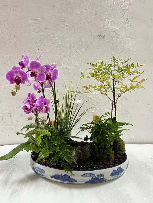 冬天麒麟花卉冻伤如何才能挽救