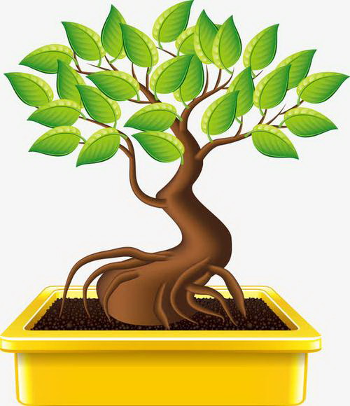 植物熊猫的珍贵之处（探寻神秘植物熊猫的生态奥秘）