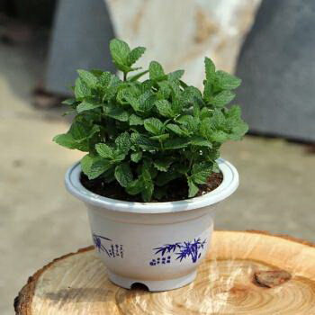 茶花种子多久发芽