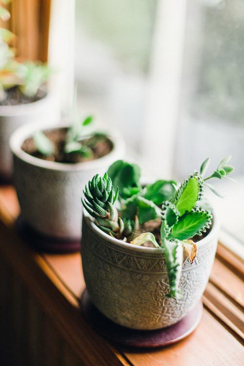 茶花可以水养吗