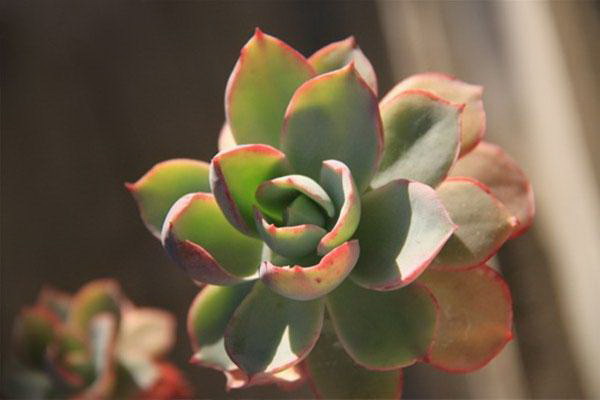 一帆风顺怎么浇水方法 一次浇多少水合适