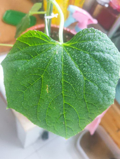 非洲茉莉喜阴还是喜阳