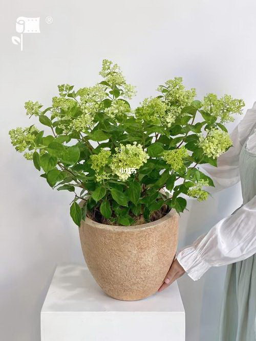 葱种植时间和方法 栽培技术和要点