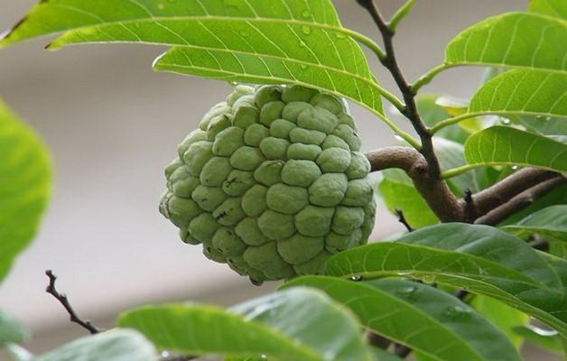 楠竹林套种什么好