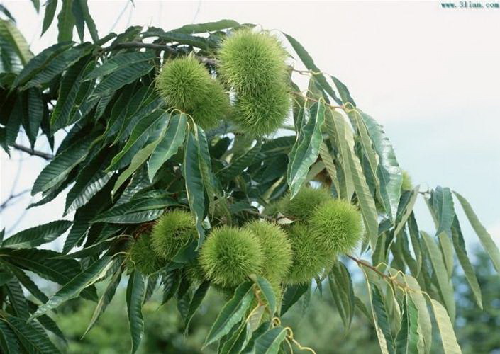 盆栽杜鹃花修剪全攻略（定期修剪保证花期长久）