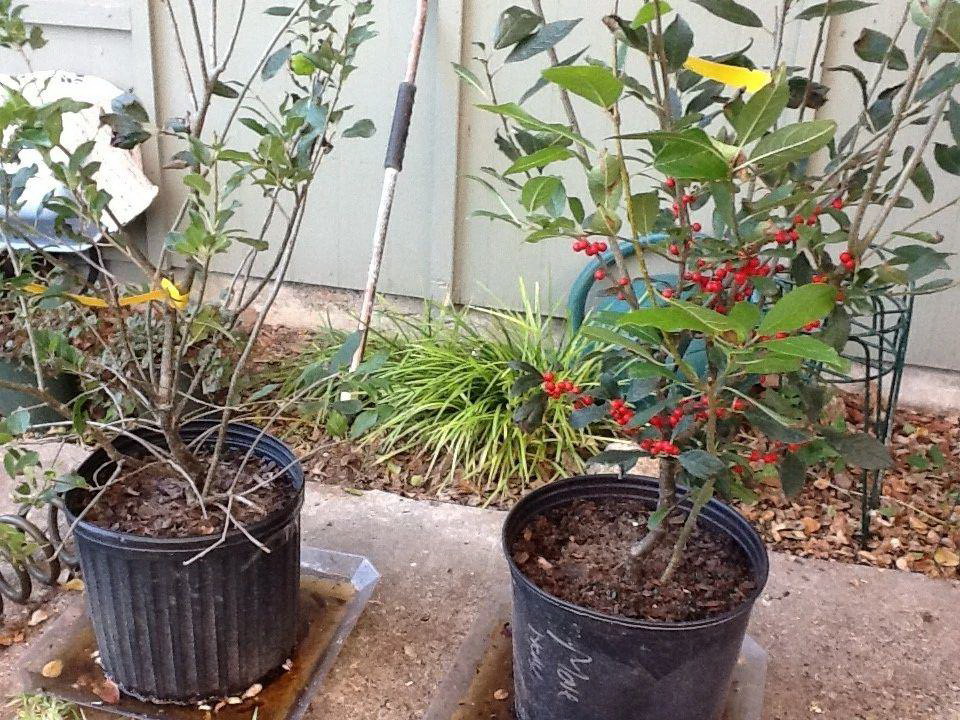 夏季要想鸭掌木长新芽怎么养