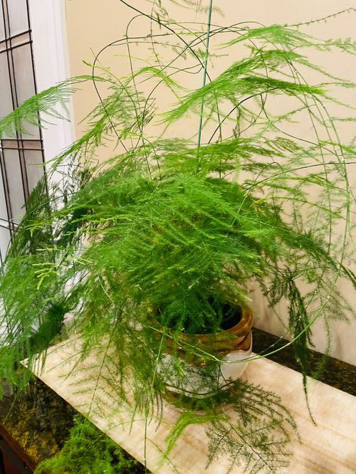 满天星僵苗处理方法（教你如何处理满天星僵苗）