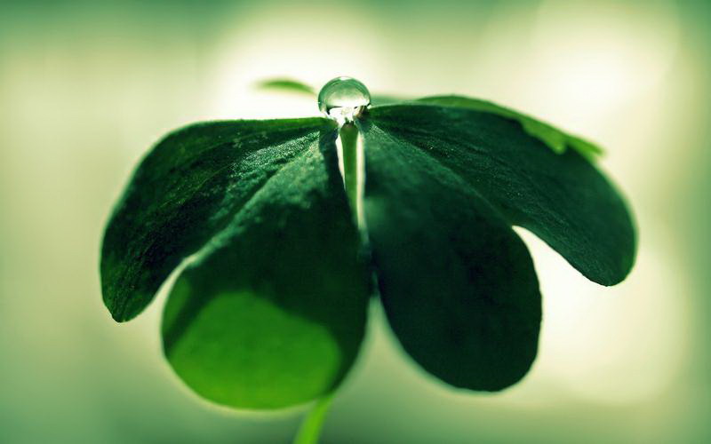 牡丹花在南方种植是否适宜？原因是什么？