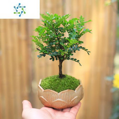 花生亩产量一般多少斤 每亩花生产量及收入