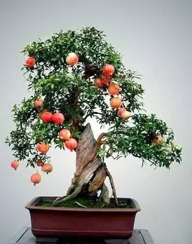 玉米苗可以移栽吗