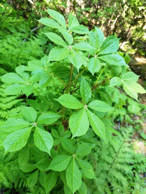 栀子花开花时间及鲜花养护（夏季盛开，如何让栀子花开得更美？）