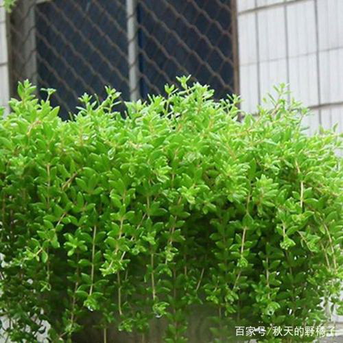 黄花槐落叶吗怎么养（黄花槐养殖方法与技巧）
