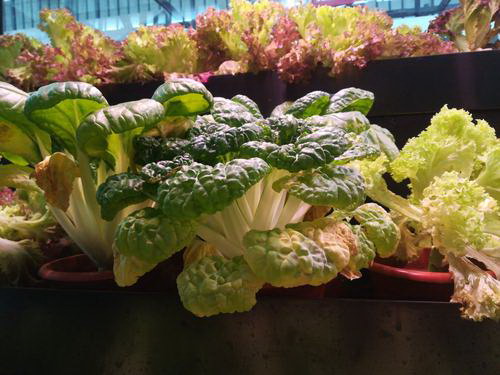用什么养护绿植长得枝繁叶茂