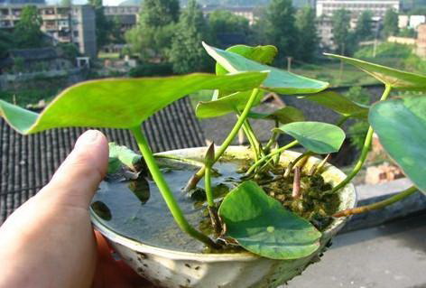 清香木怎么养殖（清香木种植方法和注意事项）