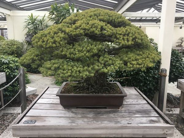 精品虎斑君子兰好养吗？正确的养护方法是什么？