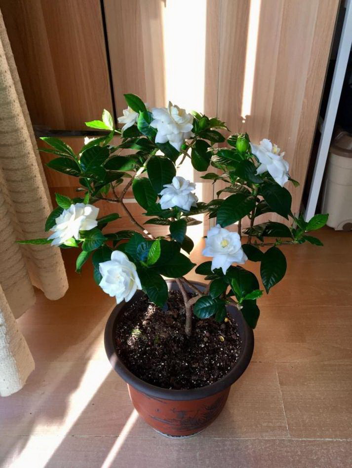 双色茉莉怎么修剪（修剪时间与方法）