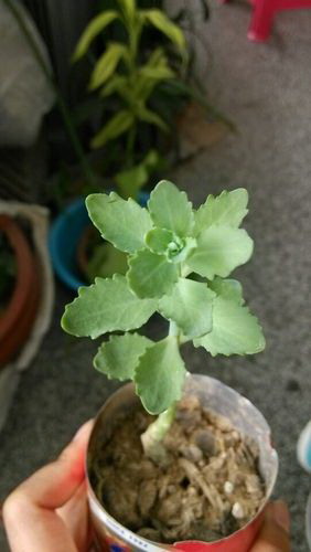 绿萝养护指南（打造更旺盛的绿萝生命力）