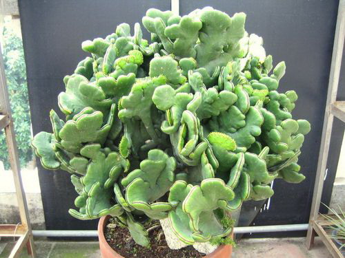 大丽花喜肥吗 喜欢施什么肥料