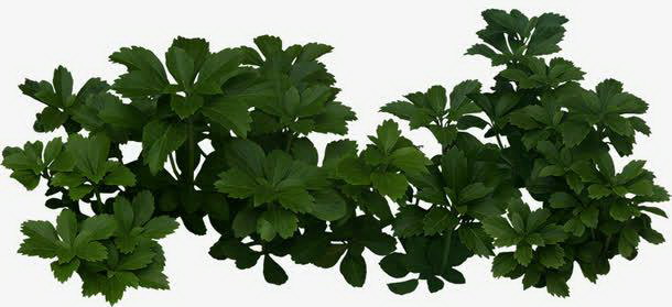 月季花可以盆栽吗