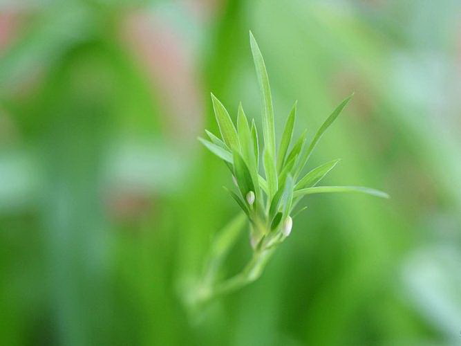 茄子喜阴还是喜阳光的植物