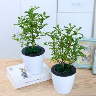 君子兰如何养护年年开花长侧芽