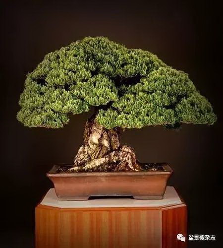 怎样养兰花不会烂根兰花烂根解决办法
