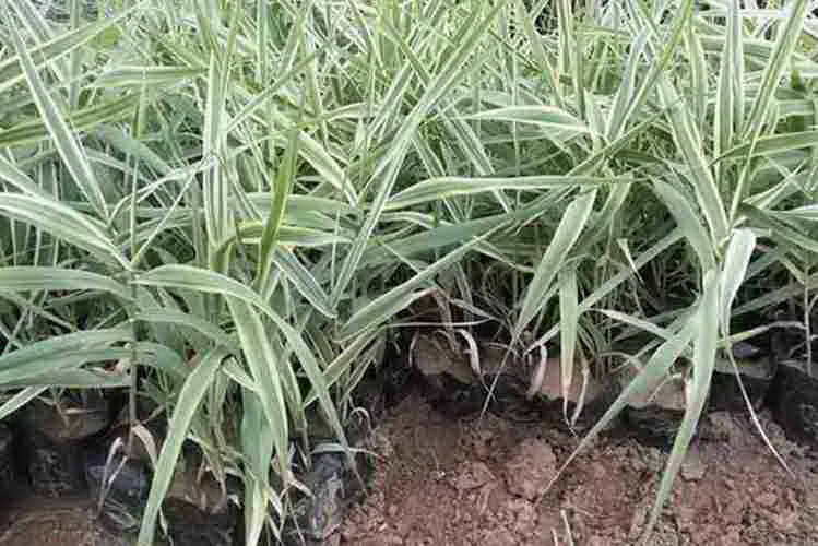 火龙果怎样栽植（火龙果种植技术和方法）