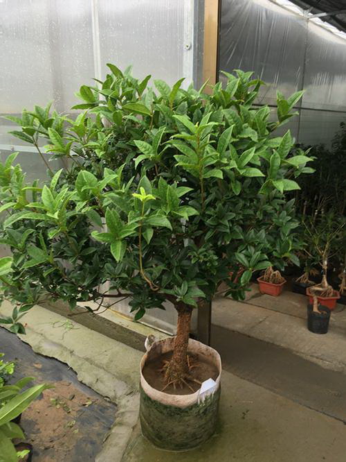 茄子苗栽种方法和注意事项